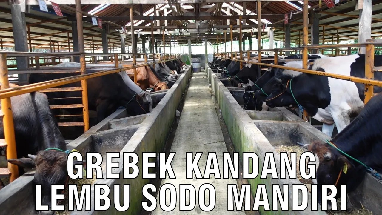 
                                 Ukuran-Pembuatan-Kandang-Sapi-Ideal-Lembu-Sodo-Mandiri